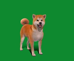 Shiba Inu dog