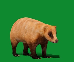 Japanese Badger