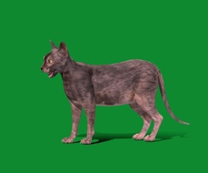 Lykoi Cat