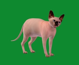 Sphynx Cat