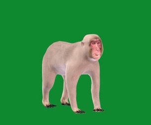 Snow Monkey Japanese Macaque