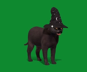 Halloween Black Cat