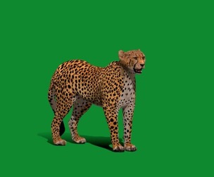 South African Cheetah