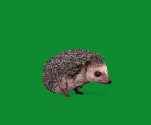 African Pygmy Hedgehog