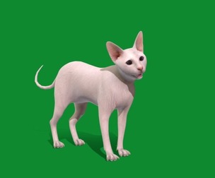 White Kitten Oriental Cat