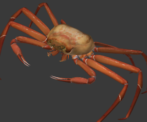 Snow crab