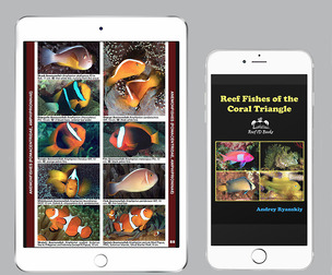 Reef Fishes of the Coral Triangle