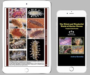 The Weird and Wonderful World of Marine Worms