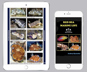 Red Sea Marine Life