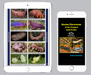 Marine Flatworms of the Tropical Indo-Pacific