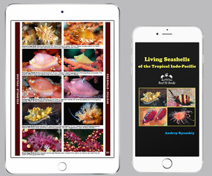 Living Seashells of the Tropical Indo-Pacific