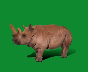 Northern White Rhinoceros