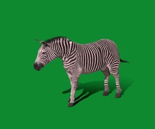 Imperial Zebra