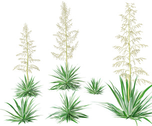 Furcraea foetida - Giant Cabuya