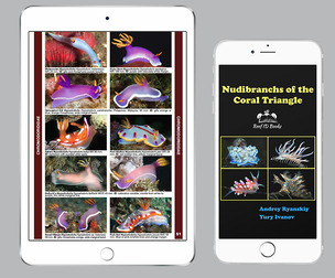 Nudibranchs of the Coral Triangle