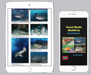 Coral Reefs Maldives