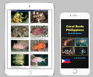 Coral Reefs Philippines