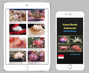 Coral Reefs Indonesia