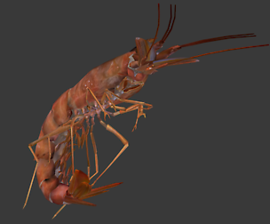 Shrimp