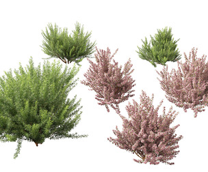 Leptospermum scoparium - manuka myrtle