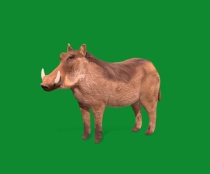 African Warthog