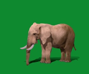 African Elephant