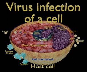 Virus infection cycle in host cell