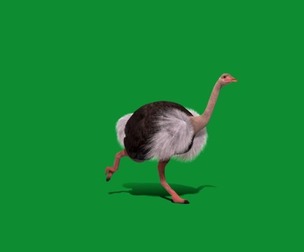 Ostrich Bird