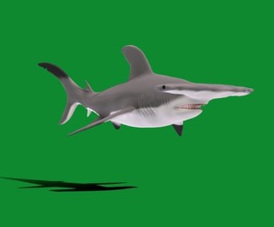 Hammerhead Shark