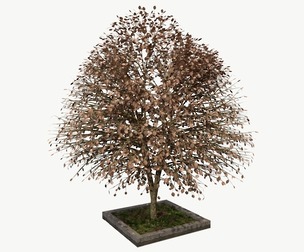 URBAN Autumn TREE