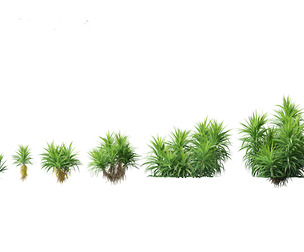 Pandanus amaryllifolius - Pandan