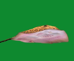 Stingray