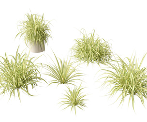 Pandanus baptistii Variegata - Gold-Striped Screw Pine