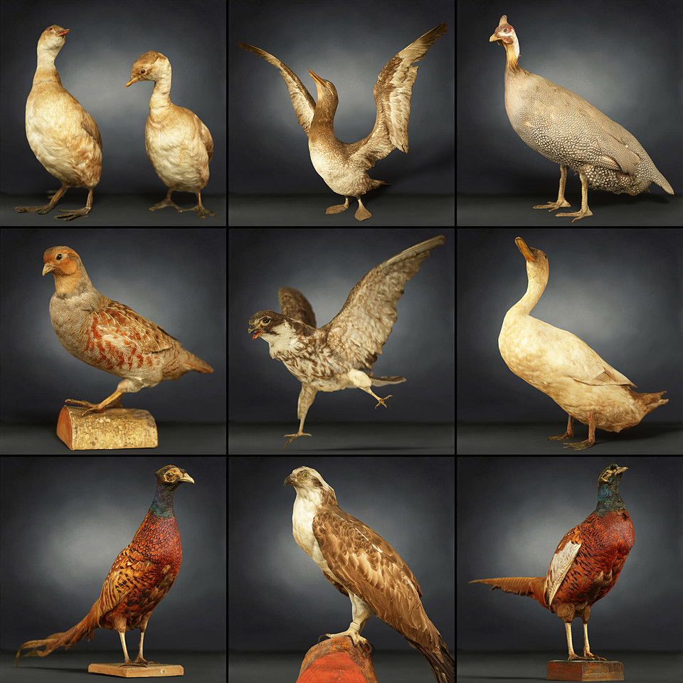 Bird Collection