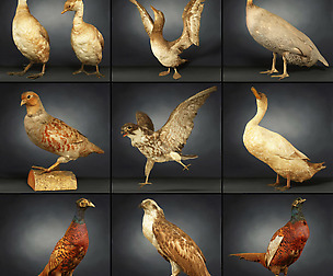 Bird Collection