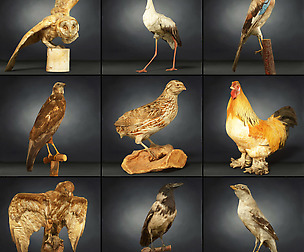 Bird Collection 2