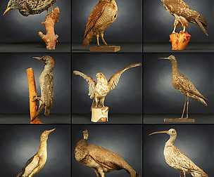 Bird Collection 3