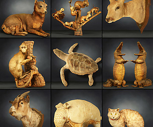 Animal Collection