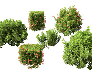 Sweet Viburnum odoratissimum 3D Model
