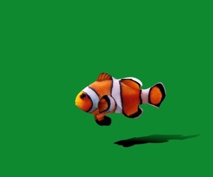 Clownfish