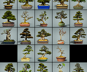 23 Satsuki Bonsai Trees