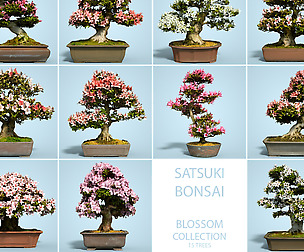 15 Blossom Bonsai Collection