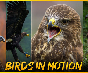 Birds in Motion - Reference Photo Pack For Artists 616 JPEGs noAI