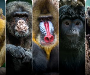 Monkeys Vol.2 - Reference Photo Pack For Artists 446 JPEGs noAI