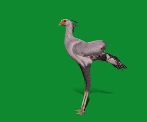 Secretary Bird