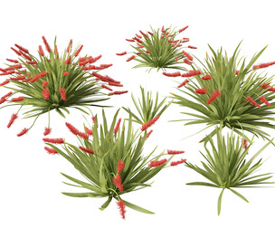 Xeronema callistemon - Poor knights lily