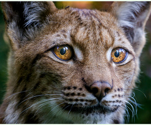 Beasts of Prey - Portraits Photo Reference Pack For Artists 213 JPEGs noAI