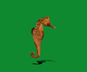 Seahorse
