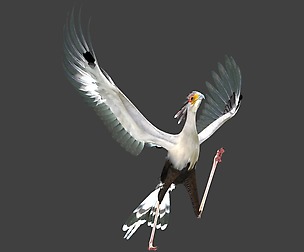 Secretarybird