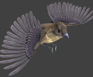 Vogelkop bowerbird